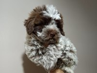 Lagotto romagnolo satılık 4 aylık