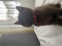British shorthair çikolata point