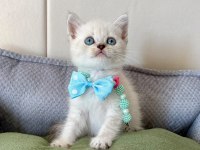 55 günlük dişi ve erkek british shorthair yavrular