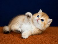 Show kalite british shorthair golden bebekler