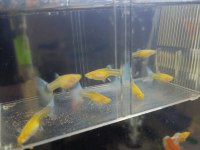 Albino Skyblue Lepistes
