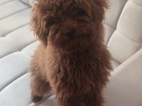 Toy poodle dişi yavru 7 aylık