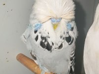 Show jumbo muhabbet kuşu erkek ve dişiler hazır