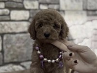 Toy Poodle Köpeklerimiz İçi Ulaşın