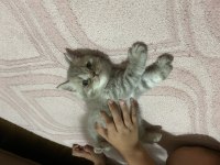 14 Mayıs doğumlu british shorthair