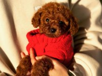 ORJİNAL TEACUP POODLE YAVRULAR