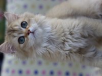 British longhair erkek kediler