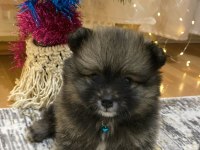 Pomeranian yavrularımıza yeni yuva arıyoruz