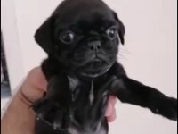 Pug YAVRULARIMIZ ırk ve sağlık garantili