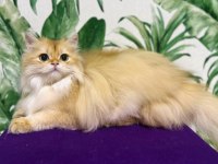 British longhair chocolata golden shell (by12)