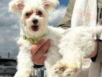 6 aylık çiş eğitimli orjinal terrier