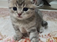 2 Aylık Silver Tabby British Shorthair