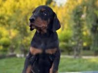 BIÇAKTAN DAHA KESKİN DOBERMAN