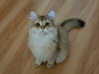 Golden British Longhair Bebeğimiz