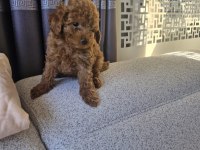 Toy poodle kore
