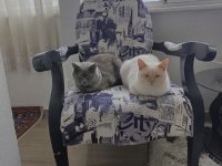 Anne oğul british shorthair kedilerim