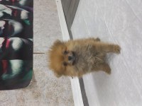 IRK GARANTILI TEA CUP POMERANİAN