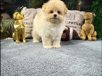 MUHTEŞEM TATLILIKTA MALTİPOO YAVRUMUZ