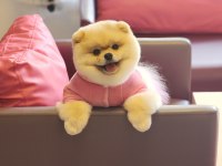 TÜRKİYEDE Kİ EN İYİ DİŞİ POMERANİAN