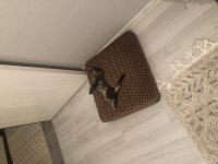 Oyuncu ve dost british longhair