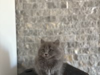 BEBEK YÜZ BRITISH LONGHAIR YAVRULARIM 