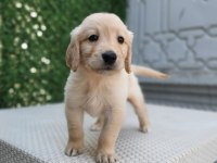 Dişi erkek golden retriever bebekler