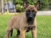 Safkan Belçika Malinois Yavruları