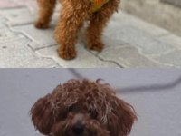 Toy poodle köpeğimiz
