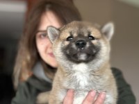 Shiba inu yavrular