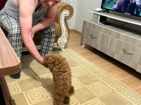 Yavru Toy Poodle