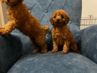 Poodle Bebeklerimiz Yeni Ailesini Arıyor