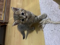 Sütten kesildiler scottish fold