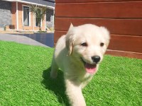 Golden Bebeklerimiz Aşıları Tam