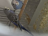 35 GÜNLÜK BEBEK MUHABBET KUŞLARI