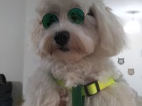 sahiplendirme maltese