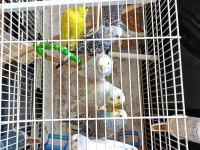 Kafes malzeme ve benzeri muhabbet kuşlar
