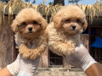Maltipoo yavrularımız