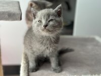 Bayram Şekeri Minik British Shorthair Yavrularım