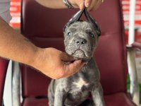 Dev Bebekler A Kalite Cane Corso