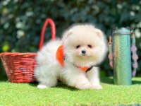 Safkan Pomeranian Yavrular
