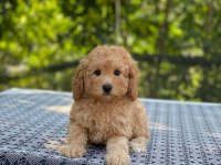 Poodle en microsu en özeli benim olsun isteyenlere