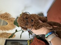 Kore toy poodle