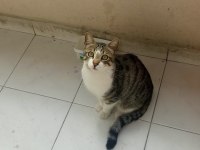 Ücretsiz sahiplendirme tekir