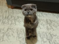 Erkek scottish straight ve dişi scottish fold