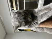 Scottish Fold Kedimiz