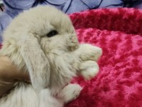 Cüce tavşan minilop ve teddy lop tavşan