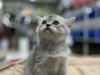 Bristh Silver Kedimiz