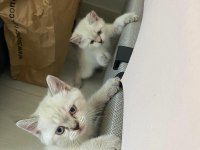 British shorthair silver point yavrular