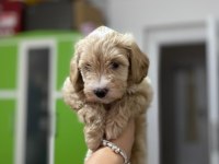 2 aylık dişi Maltipoo köpeğimi sahiplendiriyorum