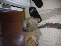 Pomeranian yavru 3 aylık